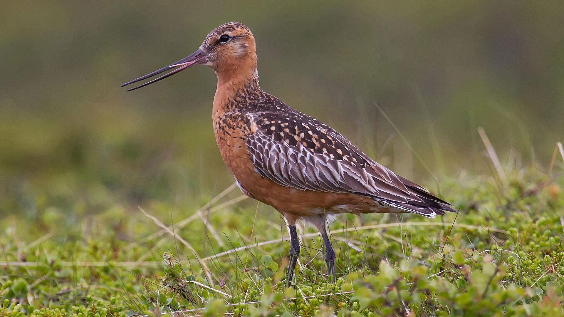 godwit